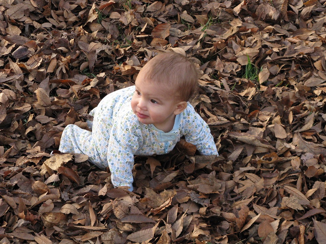 Crawling Through the Leaves